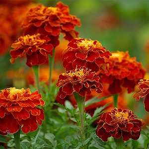 Tagetes Tagetes