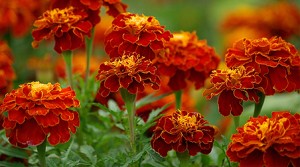 Tagetes