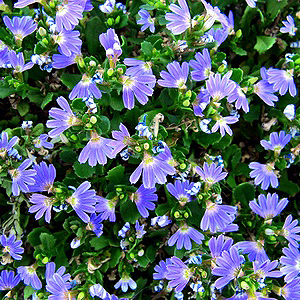Blaue Fächerblume