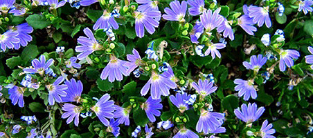 Blaue Fächerblume