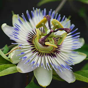 Blaue Passionsblume Blaue Passionsblume