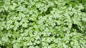 Kerbel