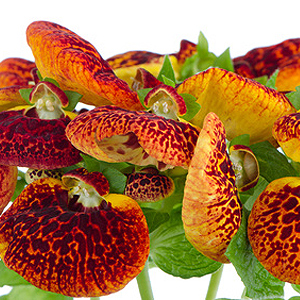Pantoffelblume Pantoffelblume