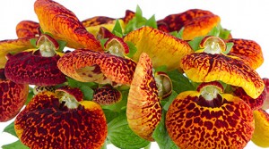 Pantoffelblume