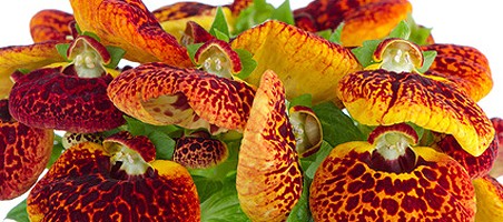 Pantoffelblume