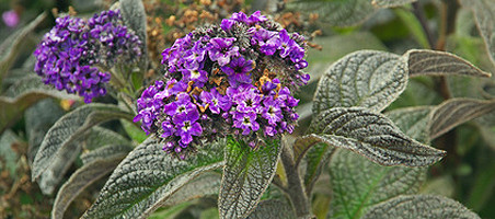Vanilleblume