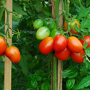 Tomaten auf dem Balkon