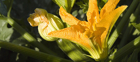 Zucchini