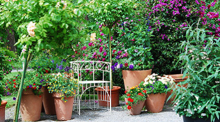 Kübelpflanzen für Balkon und Terrasse Sonne Halbschatten Schatten