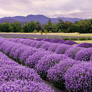 Lavendel