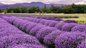 Lavendel