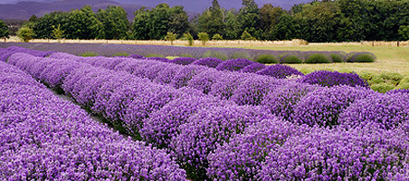 Lavendel