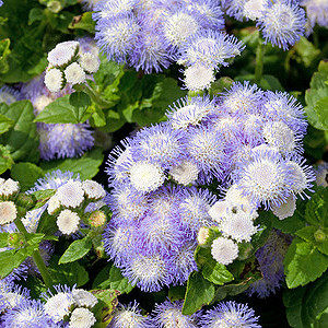 Leberbalsam