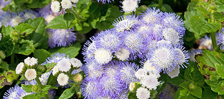 Leberbalsam