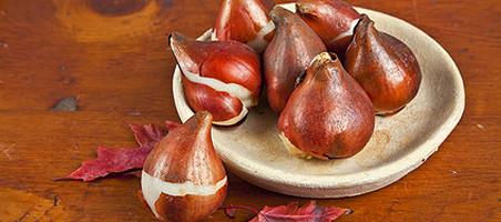 Zwiebelblumen