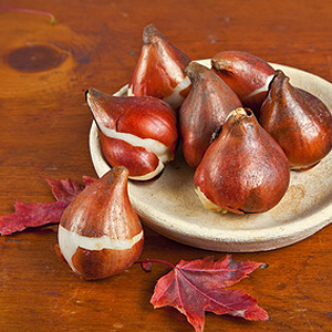 Zwiebelblumen