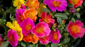 Portulakröschen