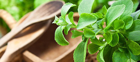 Stevia selber anbauen