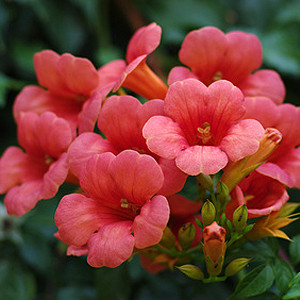 Trompetenblumen