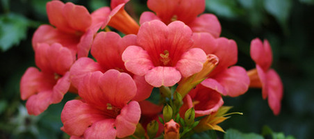 Trompetenblumen