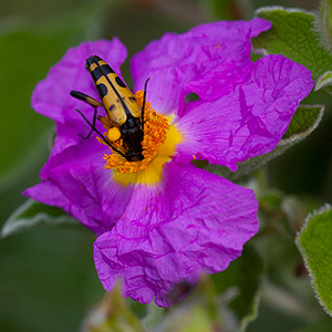 Zistrosen