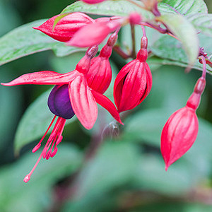 Fuchsien überwintern