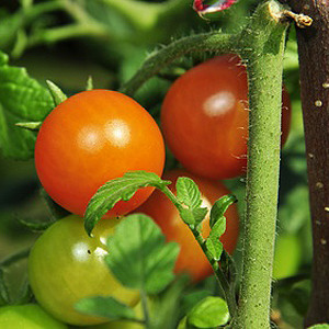 Tomaten veredeln