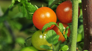 Tomaten veredeln