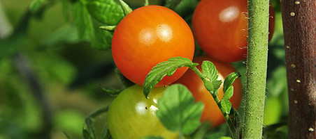 Tomaten veredeln