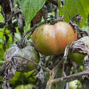 Tomatenkrankheiten