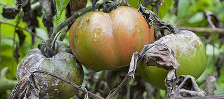 Tomatenkrankheiten