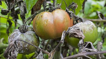 Tomatenkrankheiten: Erste Hilfe im Blumentopf