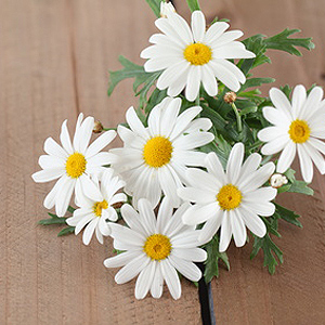 Balkonpflanzen mit weißen Blüten Balkonpflanzen mit weißen Blüten