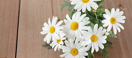 Balkonpflanzen mit weißen Blüten