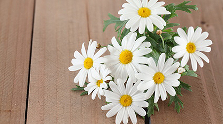 Immer wieder edel: Balkonpflanzen mit weißen Blüten