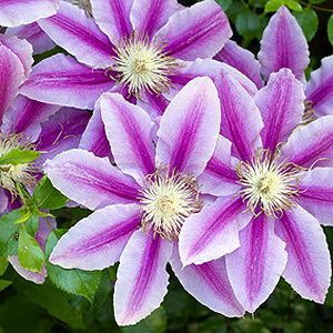 Clematis schneiden