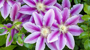 Clematis schneiden