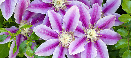 Clematis schneiden