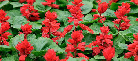 Feuersalbei