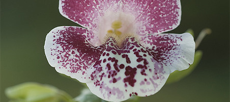 Gauklerblume