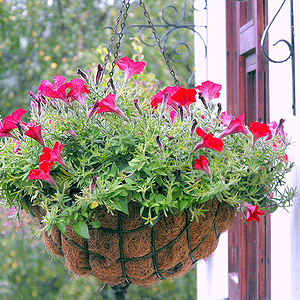 Hanging Baskets Hanging Baskets