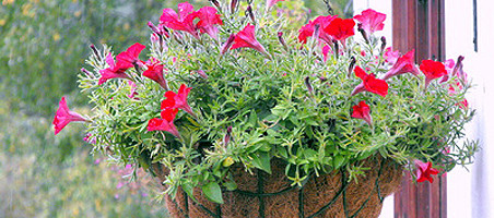 Hanging Baskets