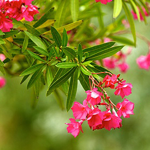 Oleander überwintern