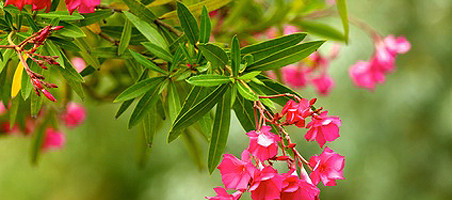 Oleander überwintern