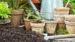 Schimmel im Blumentopf vermeiden