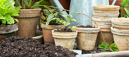 Schimmel im Blumentopf vermeiden