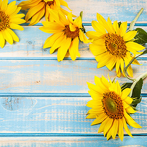 Balkonpflanzen mit gelben Blüten