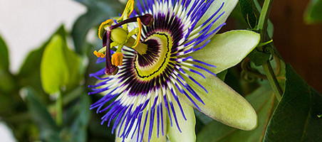 Passionsblumen überwintern