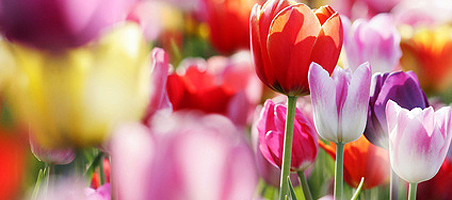 Tulpen
