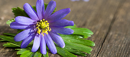 Balkonpflanzen mit blauen Blüten